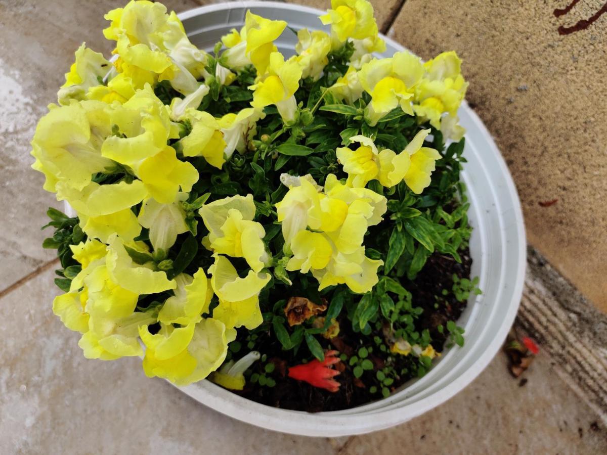 Palm Garden Paradise 皮尔瓦利亚 外观 照片
